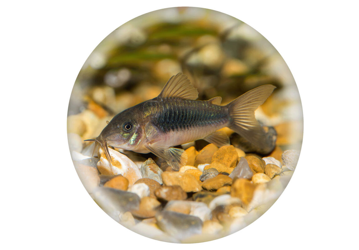 Bronze-Corydoras--کادر-سفید