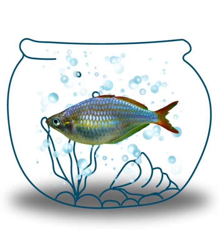 Dwarf Rainbowfish