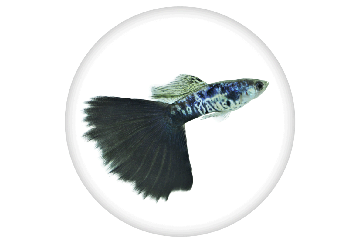 Galaxy-Guppy-کادر-سفید