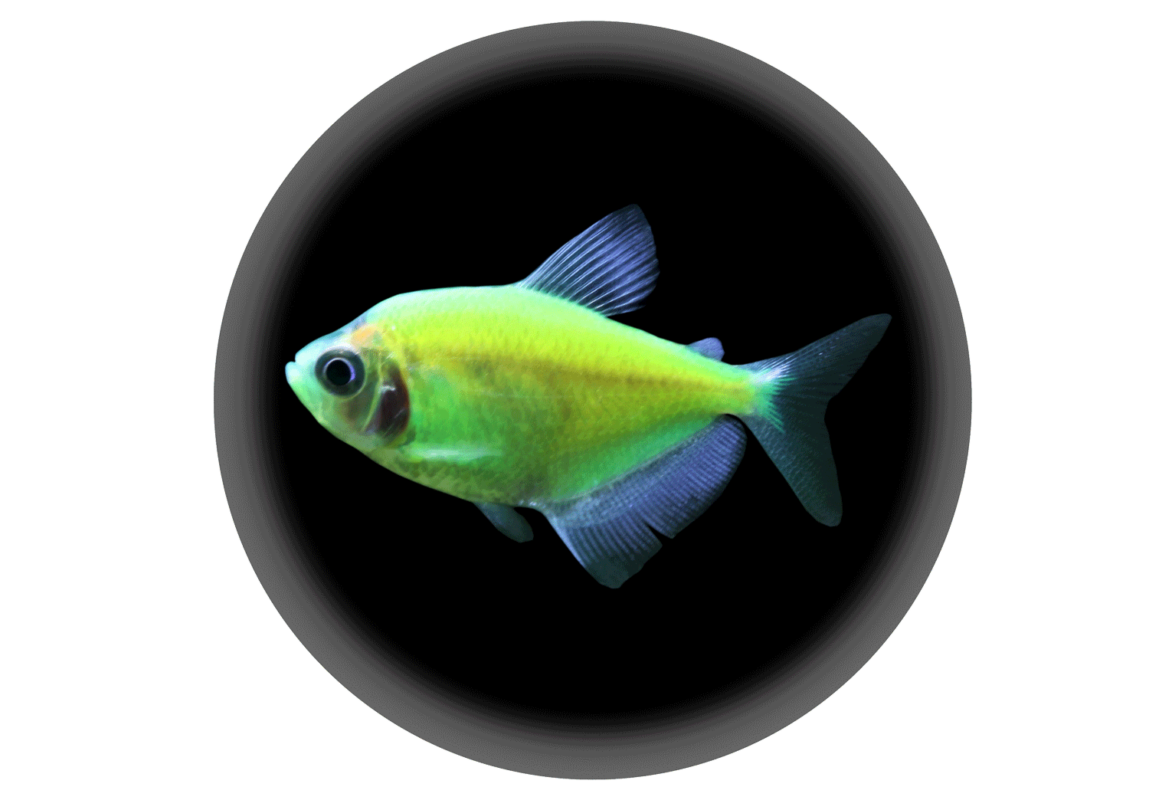 Green-Widow-Tetra-کادر-سفید