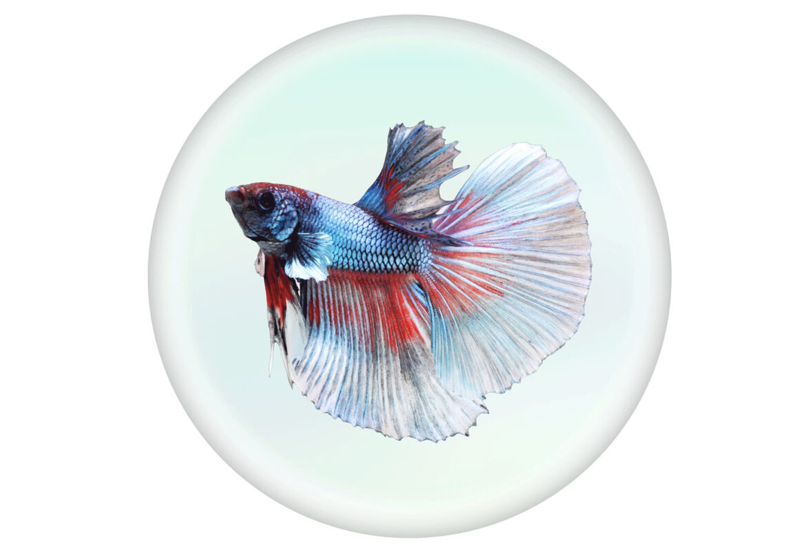 Half-Moon-Betta--کادر-سفید