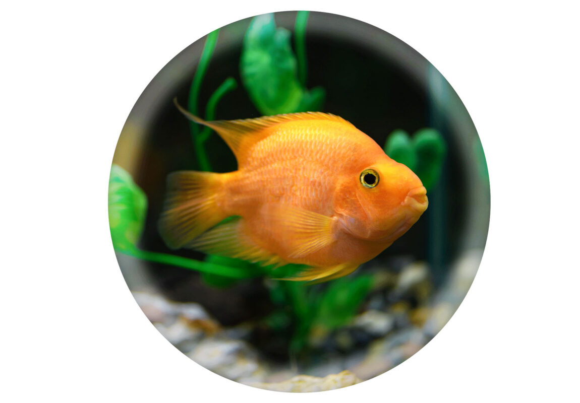 Orange-Parrot-Cichlid--کادر-سفید