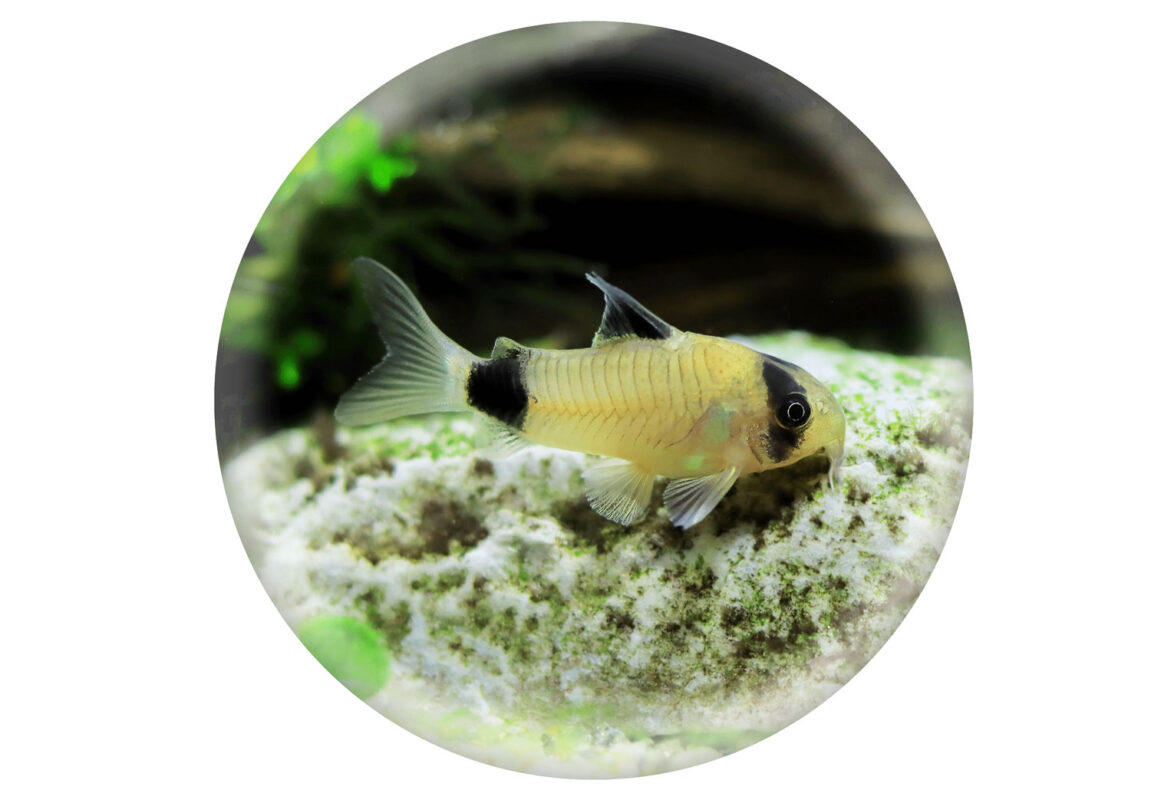 Panda-Corydoras--کادر-سفید