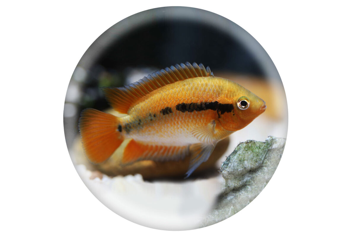 Rainbow-Cichlid--کادر-سفید
