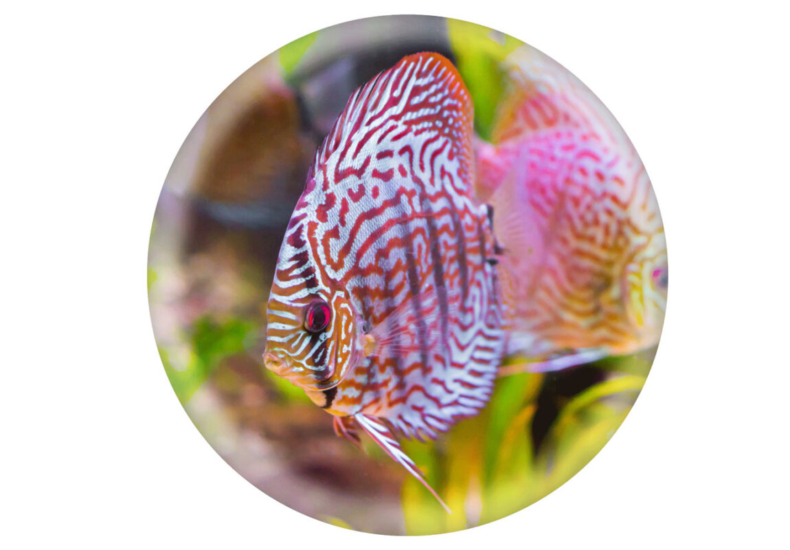 Red-Turquoise-Discus--کادر-سفید