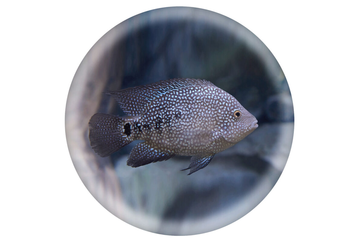 Texas-Ballon-Cichlid--کادر-سفید