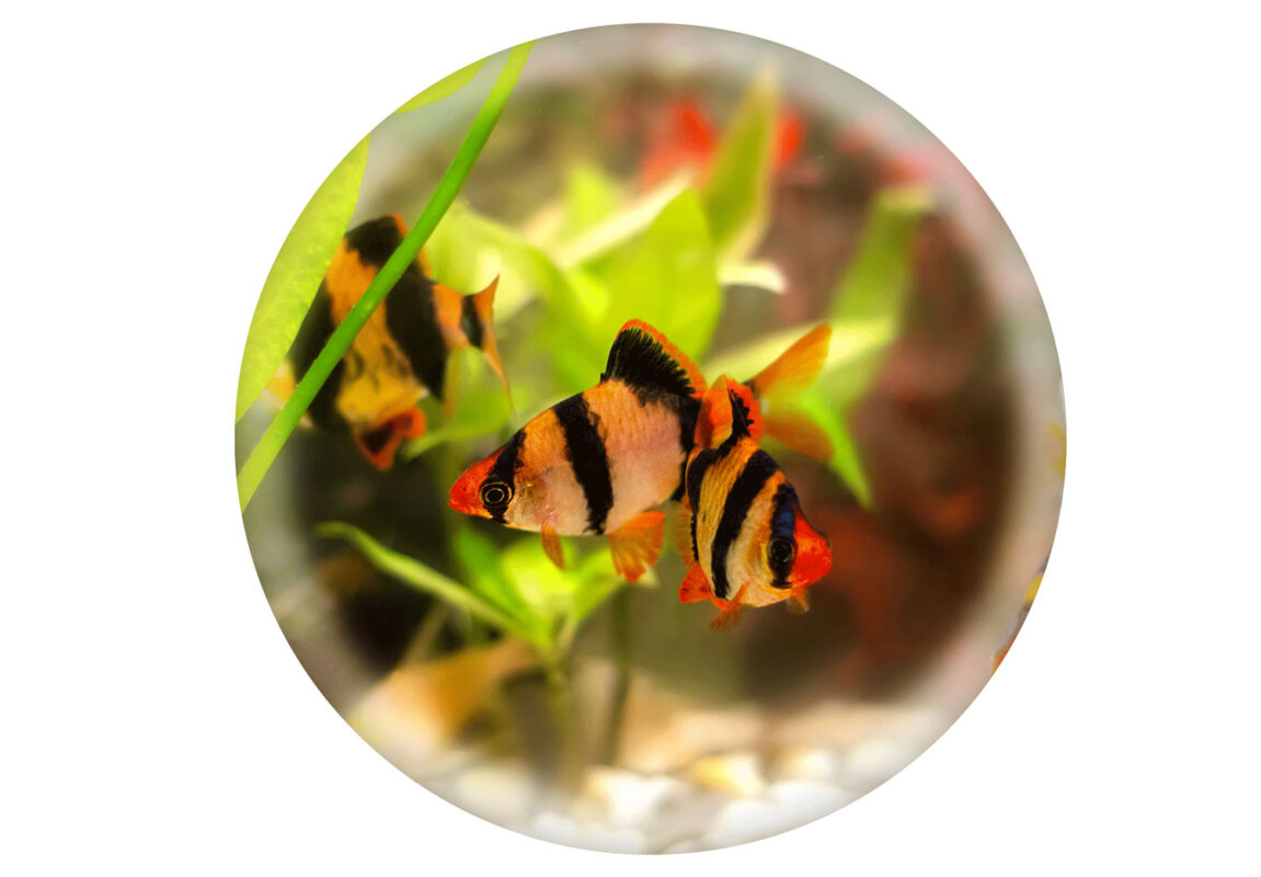 Tiger-Barb--کادر-سفید