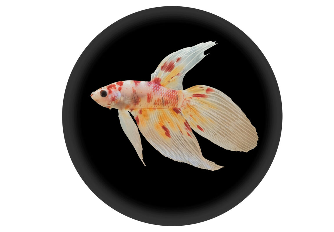 Veil-Tail-Betta--کادر-سفید