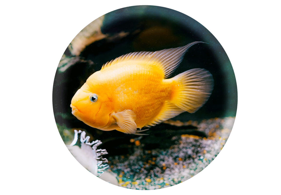Yellow-Parrot-Cichlid--کادر-سفید