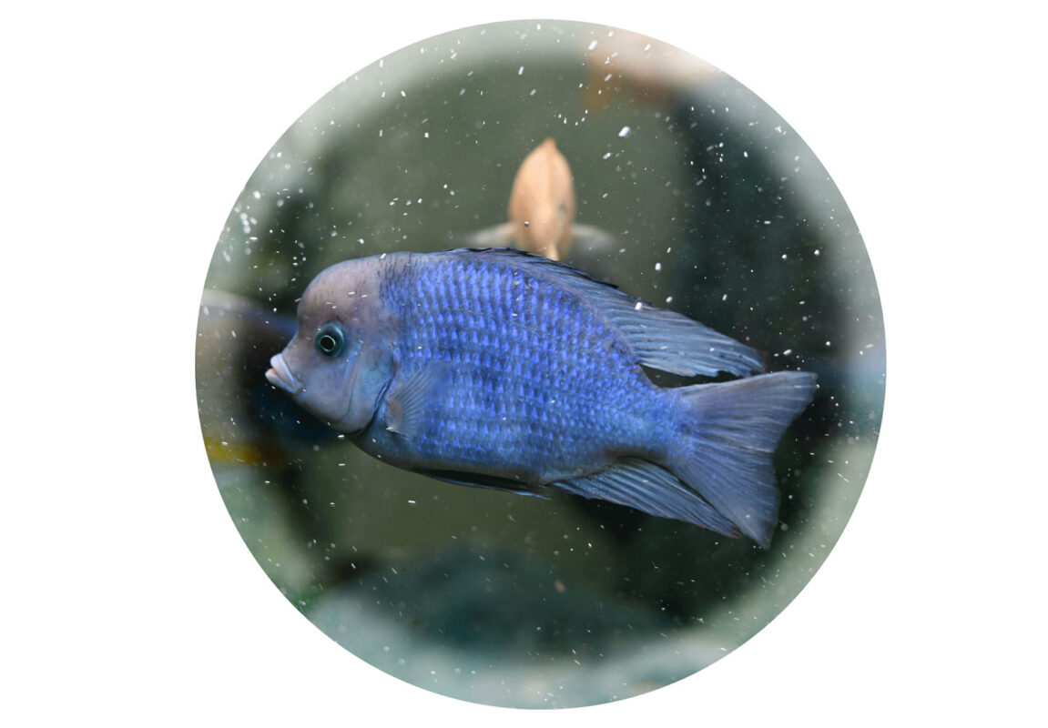 Blue-Dulphin-Cichlid-کادر-سفید