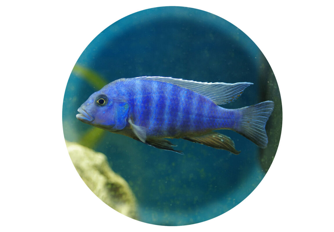 Blue-Zebra-Cichlid-کادر-سفید