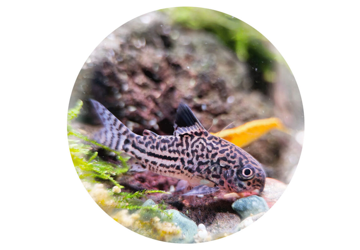 Julli-Corydoras-کادر-سفید