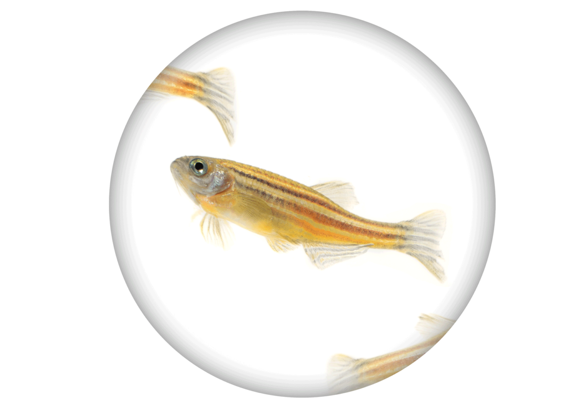 Yellow-Zebra-کادر-سفید