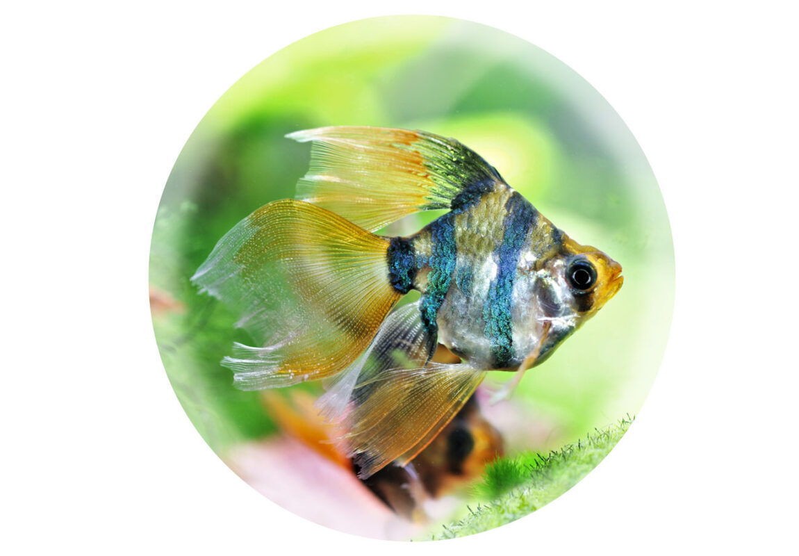 Long-Fin-Tiger-Barb-کادر-سفید