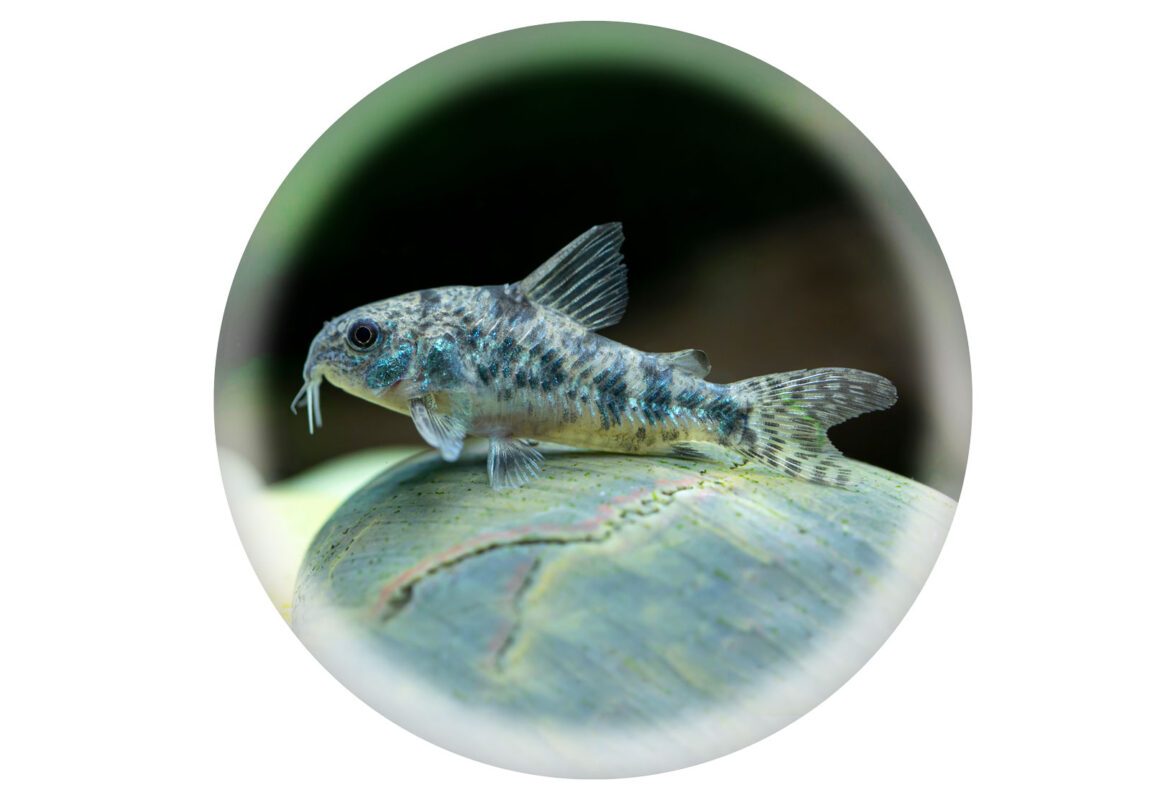 Pepper-Corydoras