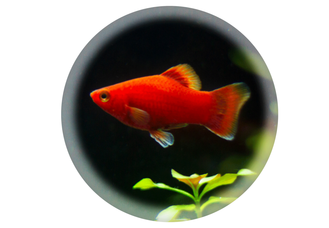 Red-platy