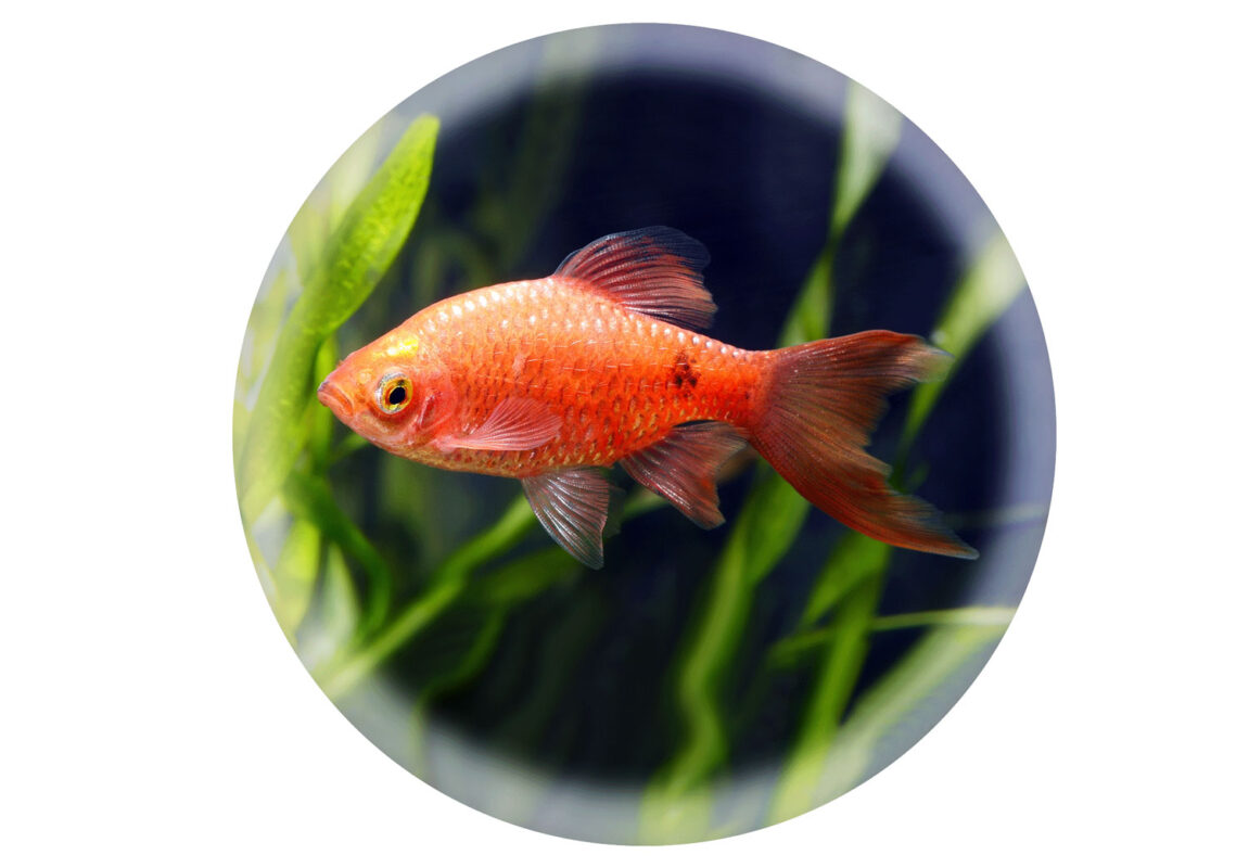 rosy-barb