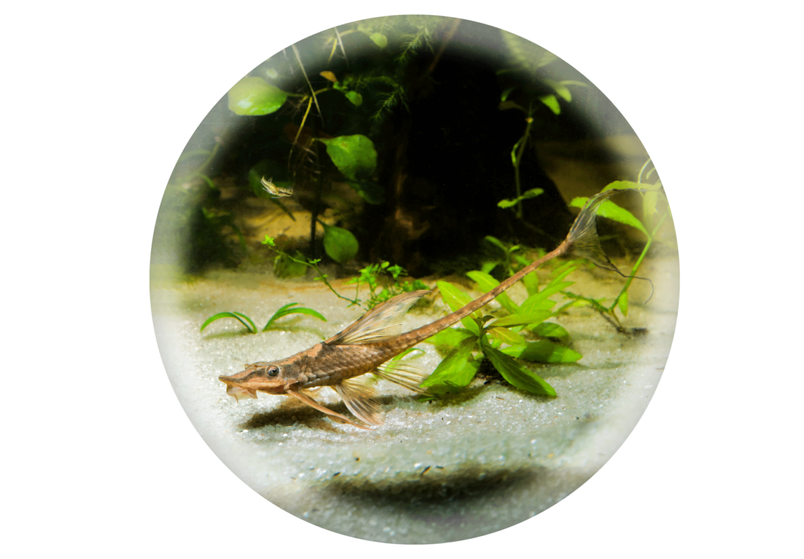 royal-farlowella-catfish