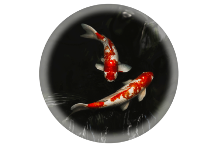 Koi