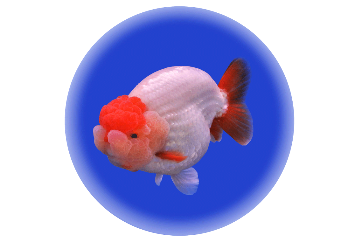 Lionhead-Goldfish-کادر-سفید-copy