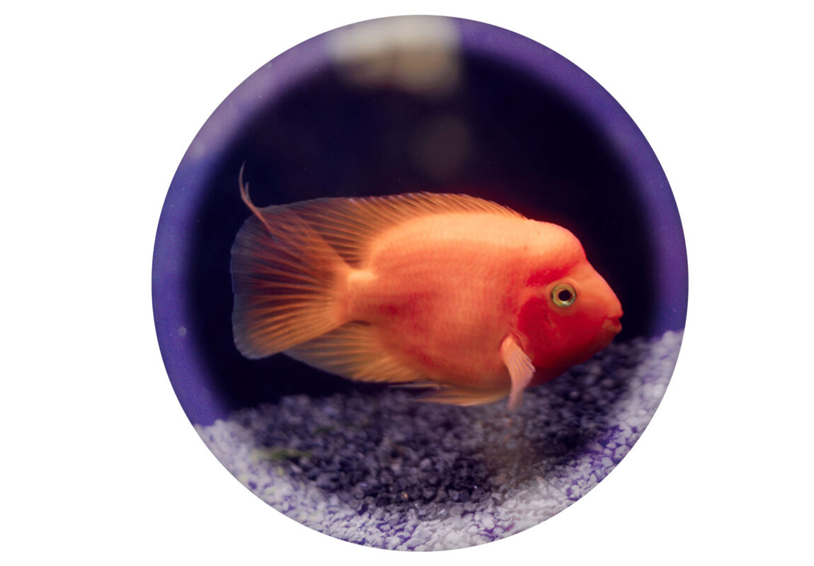 Red-Parrot-Cichlid--کادر-سفید