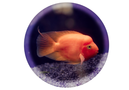 Red Parrot Cichlid